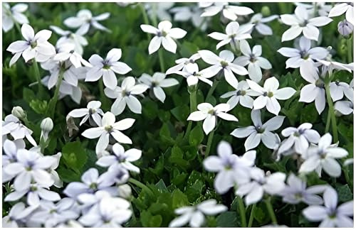 Stauden Gänge 10 x Isotoma fluviatilis 'White Weißer Bubikopf/Gaudich | Blauer Bubikopf – winterharter Bodendecker & Dauerblüher als Rasenersatz, trittfest, mehrjährig, 9x9 cm Topf