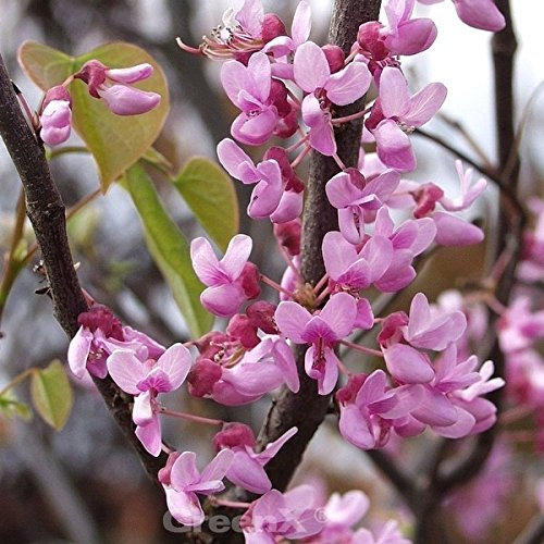 Kanadischer Judasbaum Traveller 125-150cm - Cercis canadensis - lebende Gartenpflanze aus den Baumschulen
