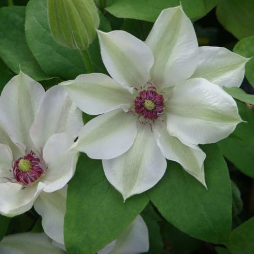 Clematis 'Miss Bateman' – White Flowering Compact Climber, Early & Late Summer Blooms, Ideal for Containers & Small Gardens, Easy to Grow, Hardy Garden Plant - 7cm Pot x3 by Thompson and Morgan
