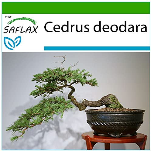 SAFLAX - Bonsai - Himalaya Zeder - 35 Samen - Mit keimfreiem Anzuchtsubstrat - Cedrus deodara