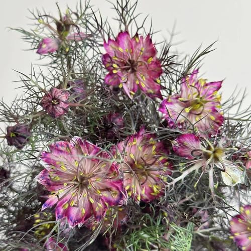 Vergine nel seme verde - autunnali resistenti da balcone semi di decorazione del soggiorno decorazione floreale semi di come per gli ospiti esotiche 300pcs