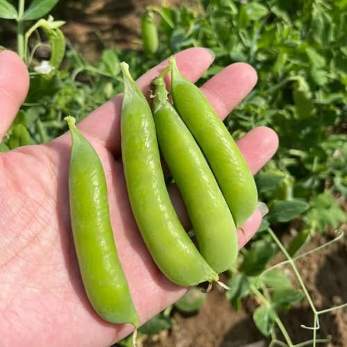 erbsensamen exotische winterhart erbsen bio hochbeete für garten alte gemüsesorten, hochbeet winterharte garten 15samen