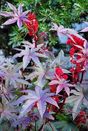 Rizinusöl Pflanze Neuseeland violett Samen - Ricinus communis