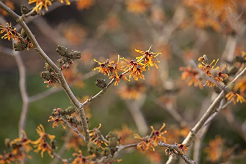 Zaubernuss Hamamelis intermedia Aphrodite 50-60 cm winterhart | Duftende Blueten im Winter, sonnig bis halbschattig, robust, ideal als Solitaer, farbenfrohe Herbstfaerbung