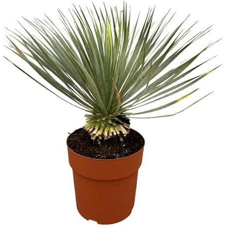 Giglio di palma – Yucca Rostrata sul gambo – Pianta d'appartamento – 70 cm – Ø 30 cm