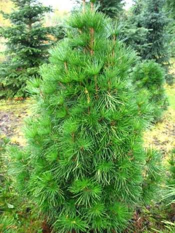 Japanische Schirmtanne Sciadopytis verticillata 60-70 cm hoch im 10 Liter Pflanzcontainer