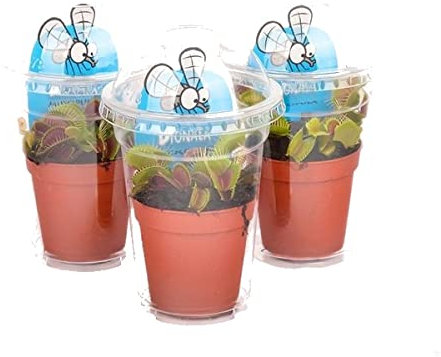 Venus Atrapamoscas Pack de 3 Plantas Carnívoras Dionaea Muscipula Plantas Naturales Que Comen Insectos