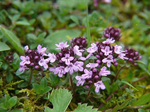 Thymus Praecox-europea Timo-Mint Famiglia, Rose-20 Semi-Freschi: Graines