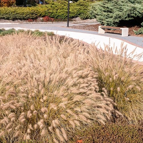 Bloomique - Set di 3 - Pennisetum alopecuroides ‘Hameln’ - Erba piuma (penniseto) - Graminacea - Resistente al freddo - Altezza 10-20 cm - Vaso 9x9 cm