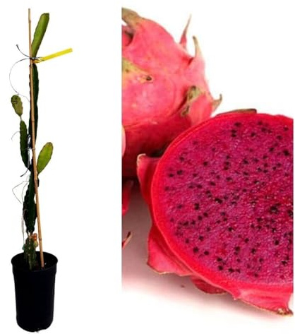 Planta natural Frutal Pitahaya Costa Rica, Pitaya. Altura 80-90 cm. Produce deliciosa fruta de carne Roja y piel roja. Segura Garden
