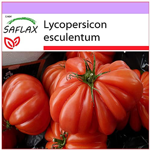 SAFLAX - Pomodoro Costoluto Genovese - 10 semi - Lycopersicon esculentum