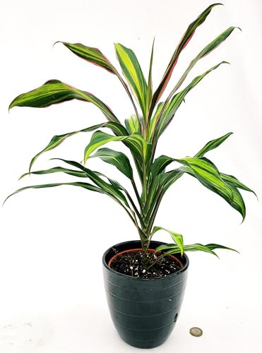 POWERS TO FLOWERS - DRACENA CORDYLINE KIWI IN VASO CERAMICA NERO, vaso 14cm diametro, pianta vera