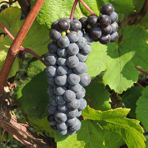 Weinrebe Trollhaugen 2L - Geschätzt für seinen einzigartigen Geschmack