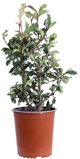 Pianta di Photinia Serratifolia Crunchy diverse grandezze pianta ornamentale da esterno pianta vera da giardino venduta da eGarden.store (Vaso 19 cm)