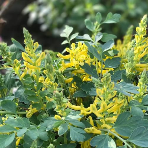 semi di speronella semi biologici, rare, decorazione soggiorno perenni da orto per orto giardino 220pcs