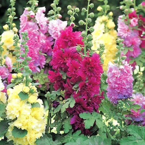 Semillas de malvarrosa-Jardín:fácil plantar interior:largo período floración para una resistentes en macetas-coloridas Cultivo-200pcs