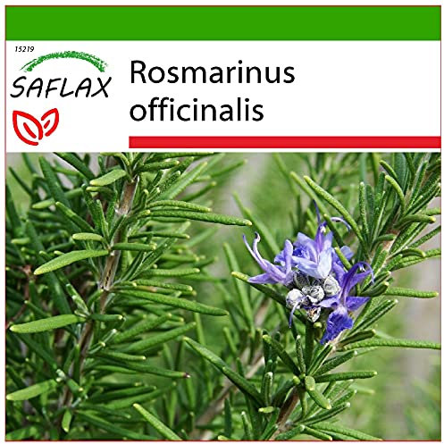 SAFLAX - Rosmarino - 100 semi - Con substrato - Rosmarinus officinalis