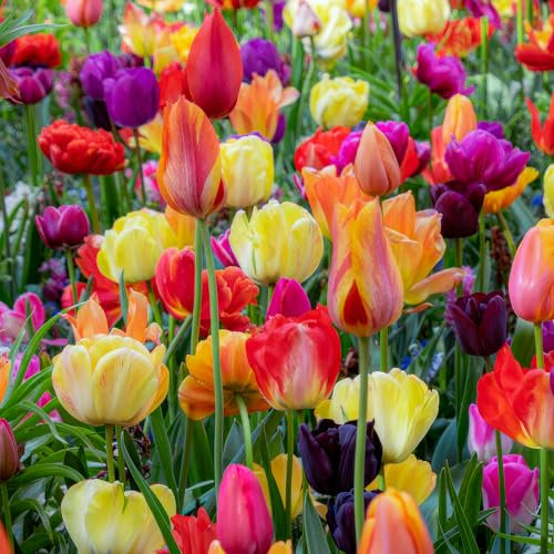 FLORIUM - Collection printemps de tulipes au pays des merveilles (50 bulbes) | 15 variétés/couleurs | Mélange de Hollande, robuste et décoration vivace pour jardin, balcon, pots (pas de graines)