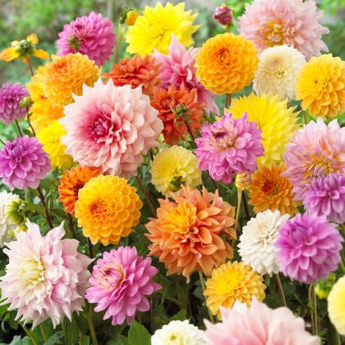 YouGarden Dahlia 'Patio Choice' Mixed, Set of 10 Tubers, Ready to Plant, Summer Flowering Dahlia, Grow in Garden Borders, Containers, and Pots