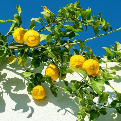 semillas de limonero, frutal variedades antiguas extraño exótico invernaderos de balcón balcón enanos, resistentes limonero columnares 40pcs