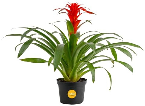 Costa Farms Bromeliad Live Plant | Blooming Flowers, 20-Inches Tall | Live Indoor Houseplant in Garden Flower Pot | Color Varies | Housewarming Gift | Home, Office and Room Decor