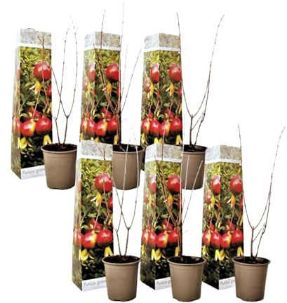 Plant in a Box - Punica Granatum - 6er Set - Granatapfelbaum obst pflanzen - Topf 9cm - Höhe 25-40cm