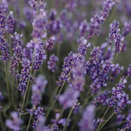 Lavender Seeds - 300 Fresh Lavender Vera Herb Seeds – Plant and Grow Your Own Herbs Ideal for Greenhouse, Garden, Polytunnel, Growbags, Large Pots or Containers - Packed in The UK by Meldon Seeds