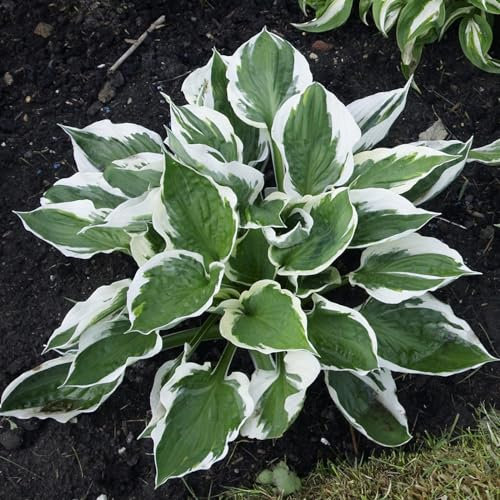 Hosta Bulbs Crop for Planting Now UK Strong Plants That Grow Well Mix Golden Jade Carving Feels Beautiful Now Mixed Garden