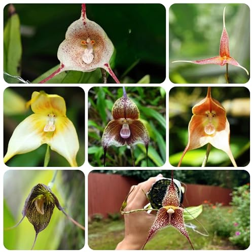 semi di orchidea testa di scimmia - vecchie varietà giardino roccioso resistenti biologici 220pcs