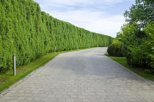 15 Thuja Brabant 80-120cm ohne Topf gemessen frisch vom Feld Gartenhecke Heckenpflanzen Immergrüner Lebensbaum