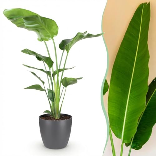 Strelitzia Nicolai - Fleur d'oiseau de paradis - Entretien réduit - Vert - avec Potter Grey - 110-120cm - Øter Grijs - Pot 21cm - Plante d'intérieur - - Plante avec pot