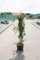 Syringa vulg. 'Mme Lemoine' - Lilas Commun 'Mme Lemoine' 50-60 cm en pot
