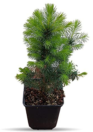 Picea Glauca 'Conica' 35-45cm Tall - Dwarf Conical White Spruce Tree for Garden Landscaping (1 Plant)