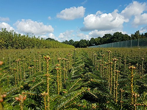 Weihnachtsbaum Set 35st. : 25 Nordmanntannen 5-jährige + 10 Nordmanntannen 2-jährige Abies nordmanniana Abies nordmanniana Wurzelware