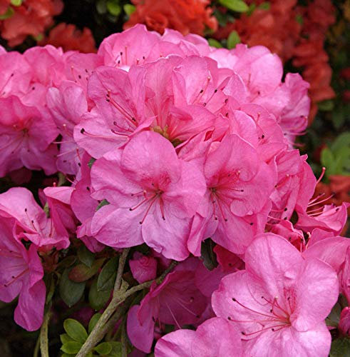 Rhododendron heliolepis 50-60cm