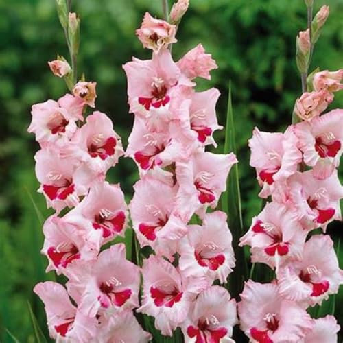 Gladiolus Plant Gladiolus Bulbs(Plant Bulbs,Wedding Flowers)