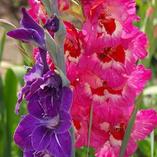 Gladiolus Plants Gladiolus Flowers Rare Plants Gladiolus Bulbs(Plant Bulbs,Wedding Flowers)-5bulbs-g