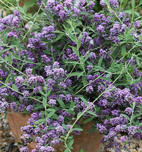 Sommerflieder Unique 30-40cm - Buddleja