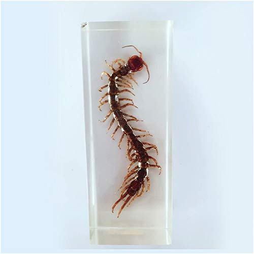 FHUILI Centipede Exemplar - Real Harz Insektenproben Modell - transparentes Centipede Embedded Probe Harzhandwerk - für Biologie-Unterrichtsanzeige