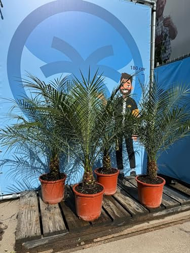 Palmier dattier nain PHOENIX ROEBELENII Hauteur du tronc 20-25 cm Plante d'intérieur Palmier 100 cm avec pot Produit A+