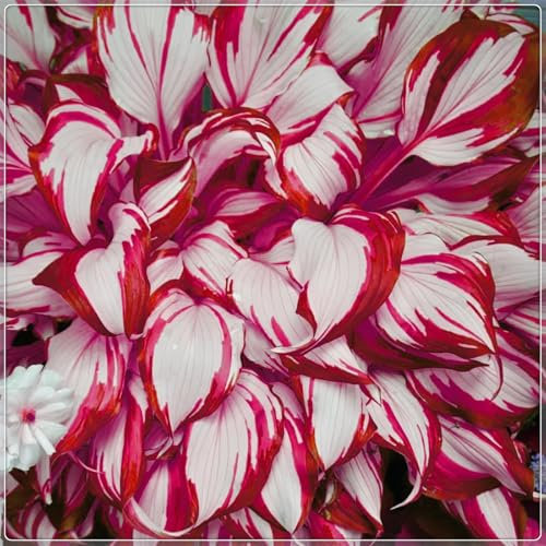 Excellent Display, Easy to Plant, Wedding Flowers, Greening Flower,Hosta Rhizome，Flowering Rhizome,Hostas for Planting, Fall or Spring Planting -8 Bulbs-D