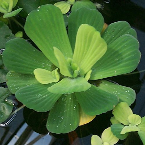 Water Lettuce - Floating Live Pond Plants by Aquarium Plants Inc