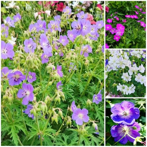semi di geranio resistenti giardino decorazione balconi perenni estate semina interni esotici ombra 350pcs