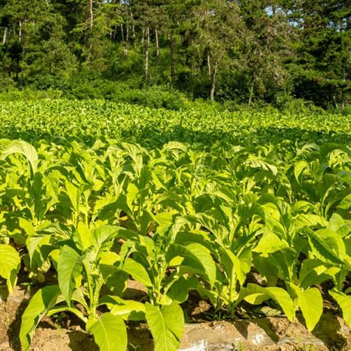 Semi di tabacco, Nicotiana tabacum, Semi di perenni acquistare di tabacco giardino di al coperto semi di aromatiche, letto rialzato rari 80pcs