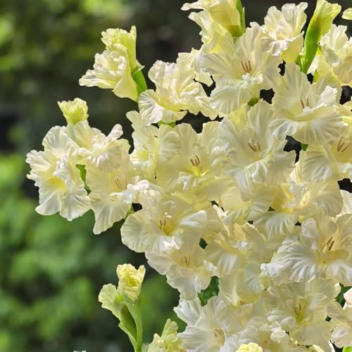 gladiolen winterharte kübelpflanzen deko büro bonsai hochbeet balkon blumenwiese blumenzwiebeln mehrjährig winterhart kräutergarten pflanzenkübel garten balkonpflanzen zimmerpflanzen 24zwiebeln