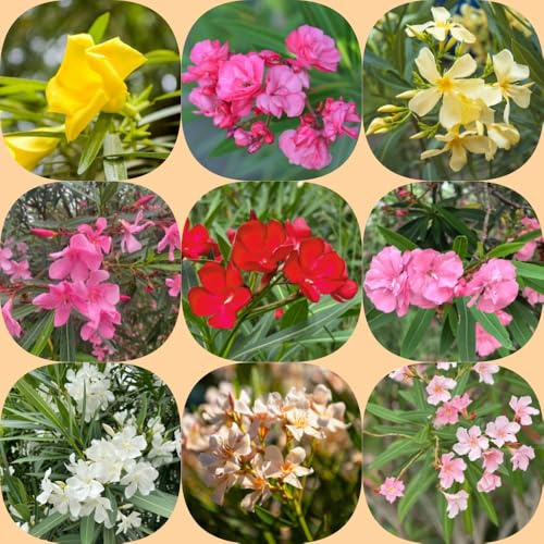 semillas de adelfa - variedades antiguas de semillas orgánico verano arbustos del jardín resistentes Decoraciones jardín exteriores 30pcs