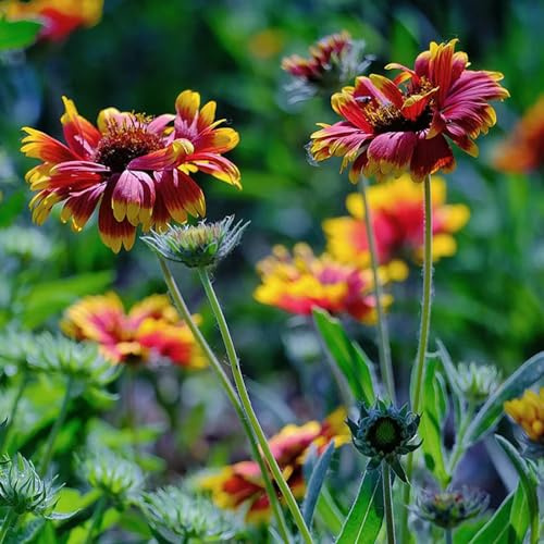 Kokardenblumesamen, seltene kletterpflanzen zimmerbonsai bio alte sorten blumenstauden pflanzensamen exotisch gartendeko für draußen deko wohnzimmer schnittblumen hochbeete für garten 400pcs