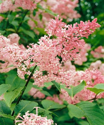 Hänge-Flieder Syringa reflexa 125-150 cm Heckenpflanze winterhart