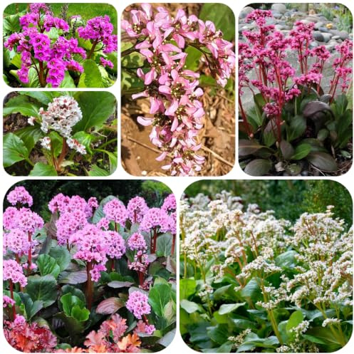 semillas de bergenia decoraciones otoñales verdes raros de silves 200pcs