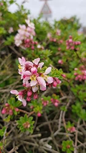Escallonia virgata 'Apple Blossom' / Escallonia à fleur de Pommier/Conteneur de 3 à 4 litres